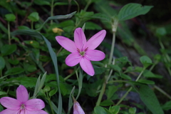 Hesperantha huttonii