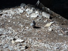 Junco hyemalis caniceps