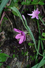 Hesperantha huttonii