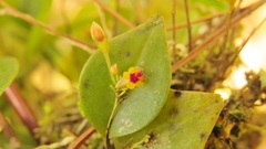 Lepanthes appendiculata