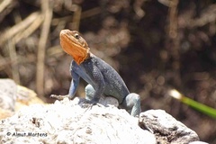 Agama dodomae