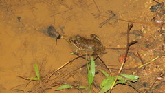 Lithobates maculatus