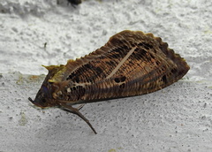 Eudocima materna