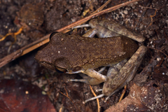 Pulchrana baramica
