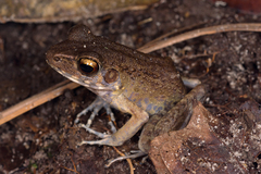 Pulchrana baramica