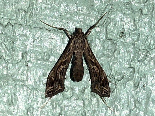 Lineodes image