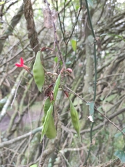Camptosema rubicundum