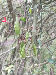 Camptosema rubicundum