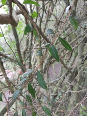 Camptosema rubicundum