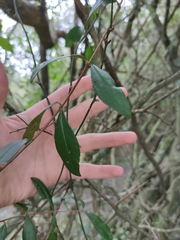 Camptosema rubicundum