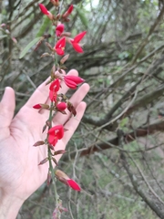 Camptosema rubicundum