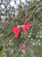 Camptosema rubicundum
