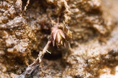 Pinguicula longifolia