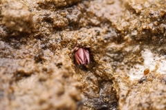 Pinguicula longifolia