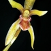Maxillaria tristis - Photo 由 David Puentes 所上傳的 (c) David Puentes，保留部份權利CC BY-NC-ND