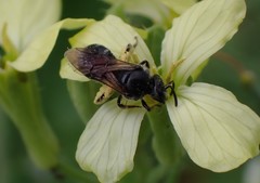 Hemihalictus