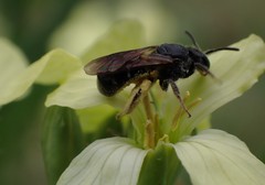 Hemihalictus