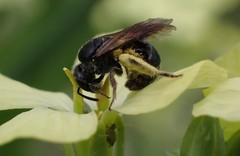 Hemihalictus