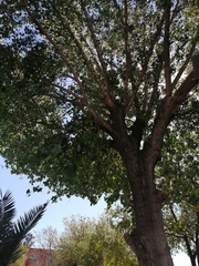 Populus