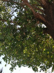 Populus