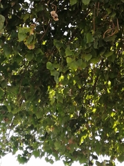 Populus