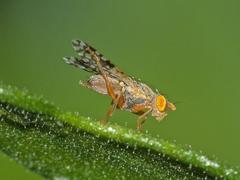 Tephritis praecox
