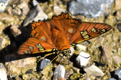 Myscelus amystis hages