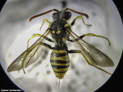 Nomada succincta