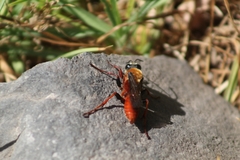 Sphex latreillei