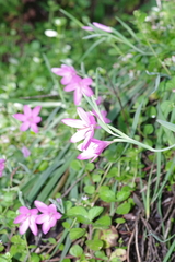 Hesperantha huttonii