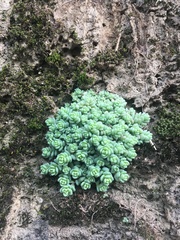 Sedum dasyphyllum