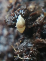 Carychium tridentatum