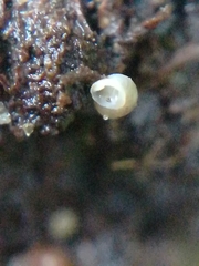 Carychium tridentatum