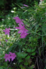 Hesperantha huttonii