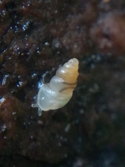 Carychium tridentatum
