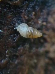 Carychium tridentatum