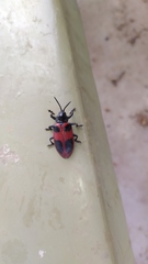 Coraliomela quadrimaculata