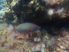 Bodianus scrofa