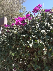 Bougainvillea