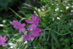 Hesperantha huttonii