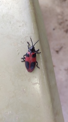 Coraliomela quadrimaculata