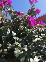 Bougainvillea