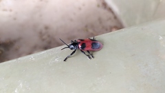 Coraliomela quadrimaculata