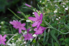 Hesperantha huttonii