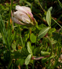 Trifolium clypeatum