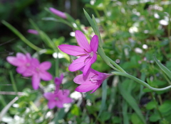 Hesperantha huttonii