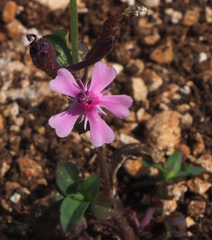 Silene aegyptiaca