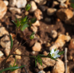 Sabulina tenuifolia