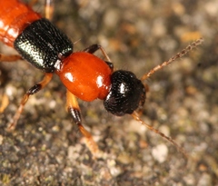 Paederus littoralis