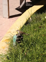 Passer domesticus